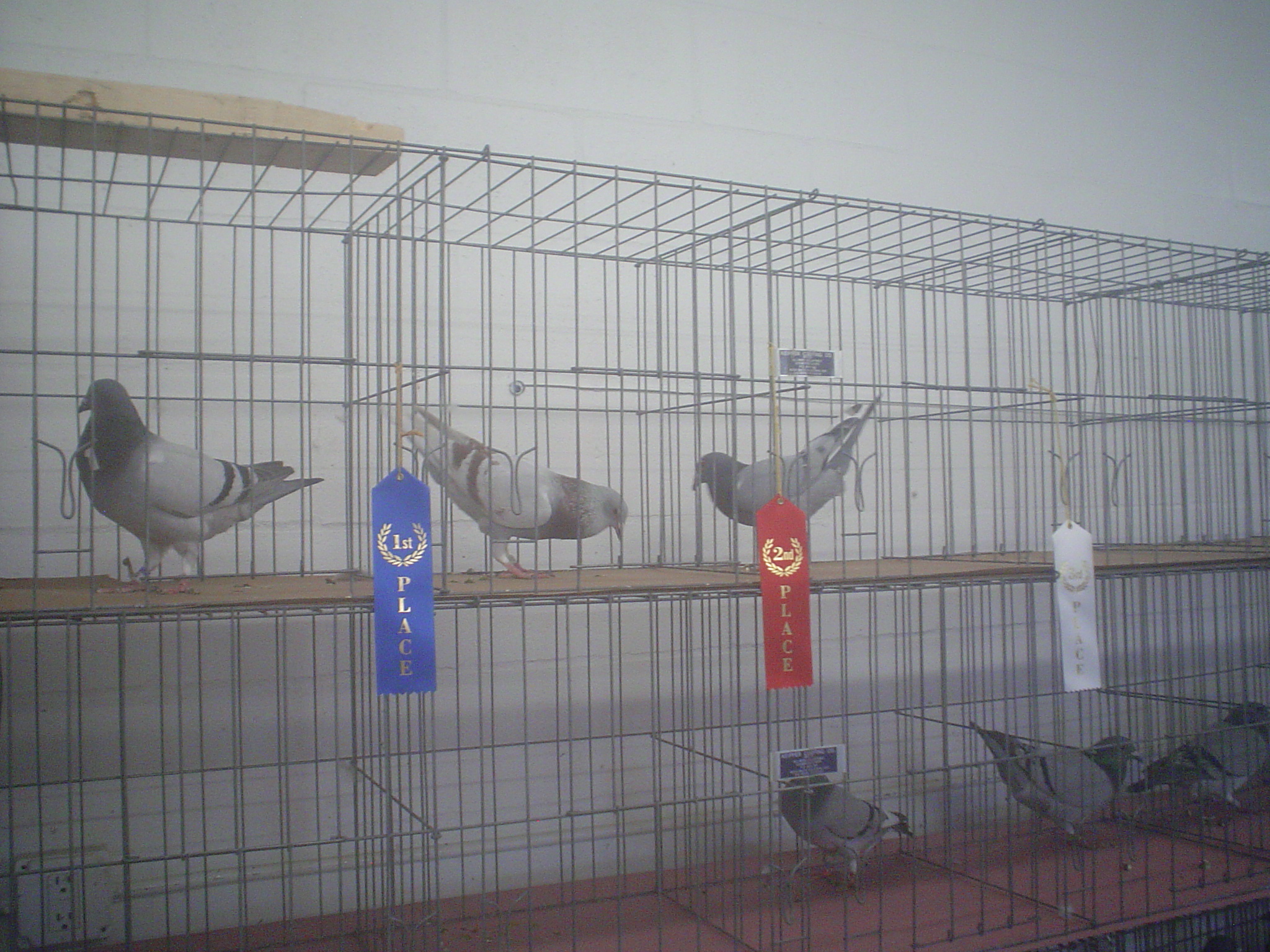 Pigeons With Ribbons