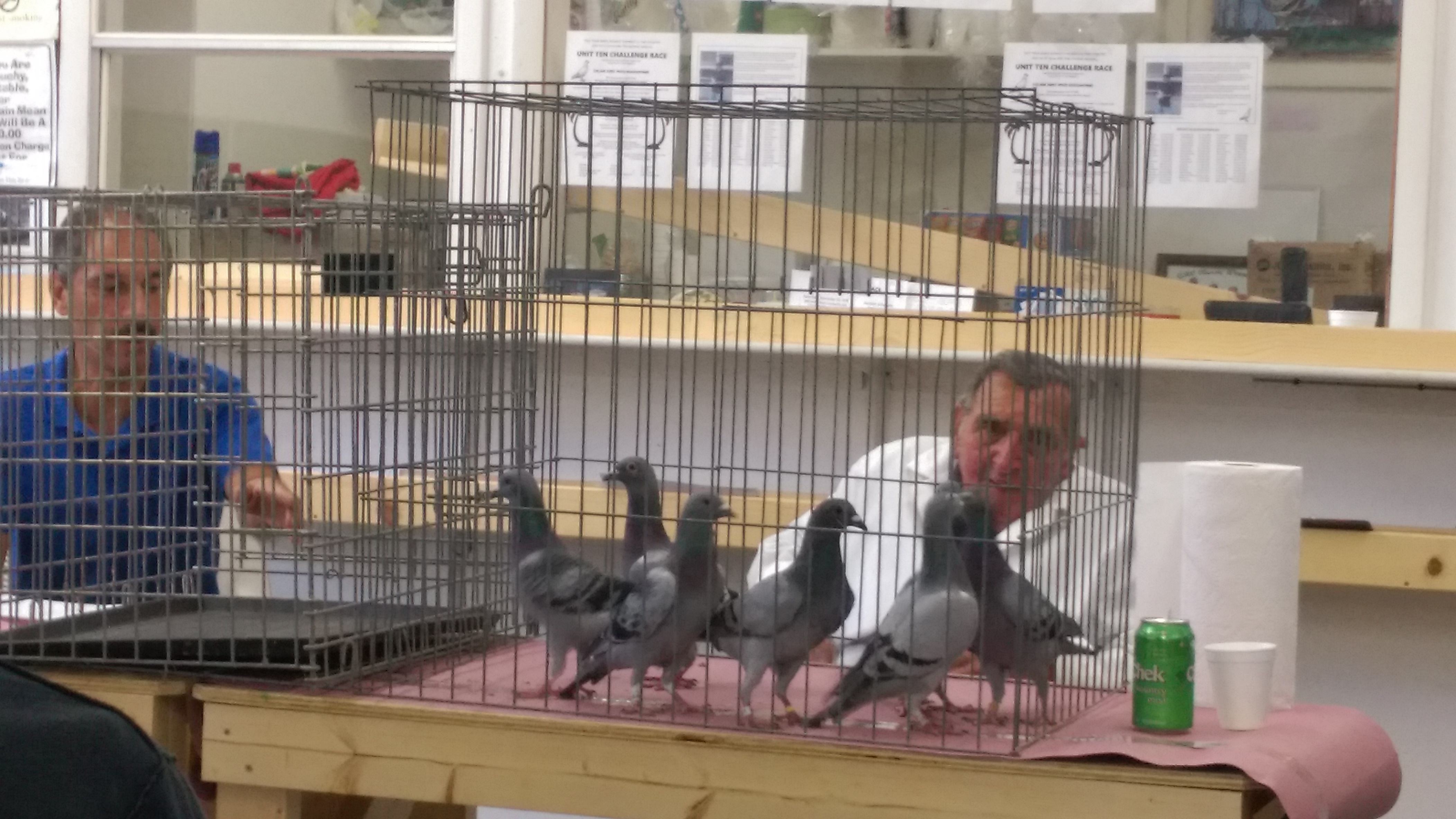 Observe Pigeons