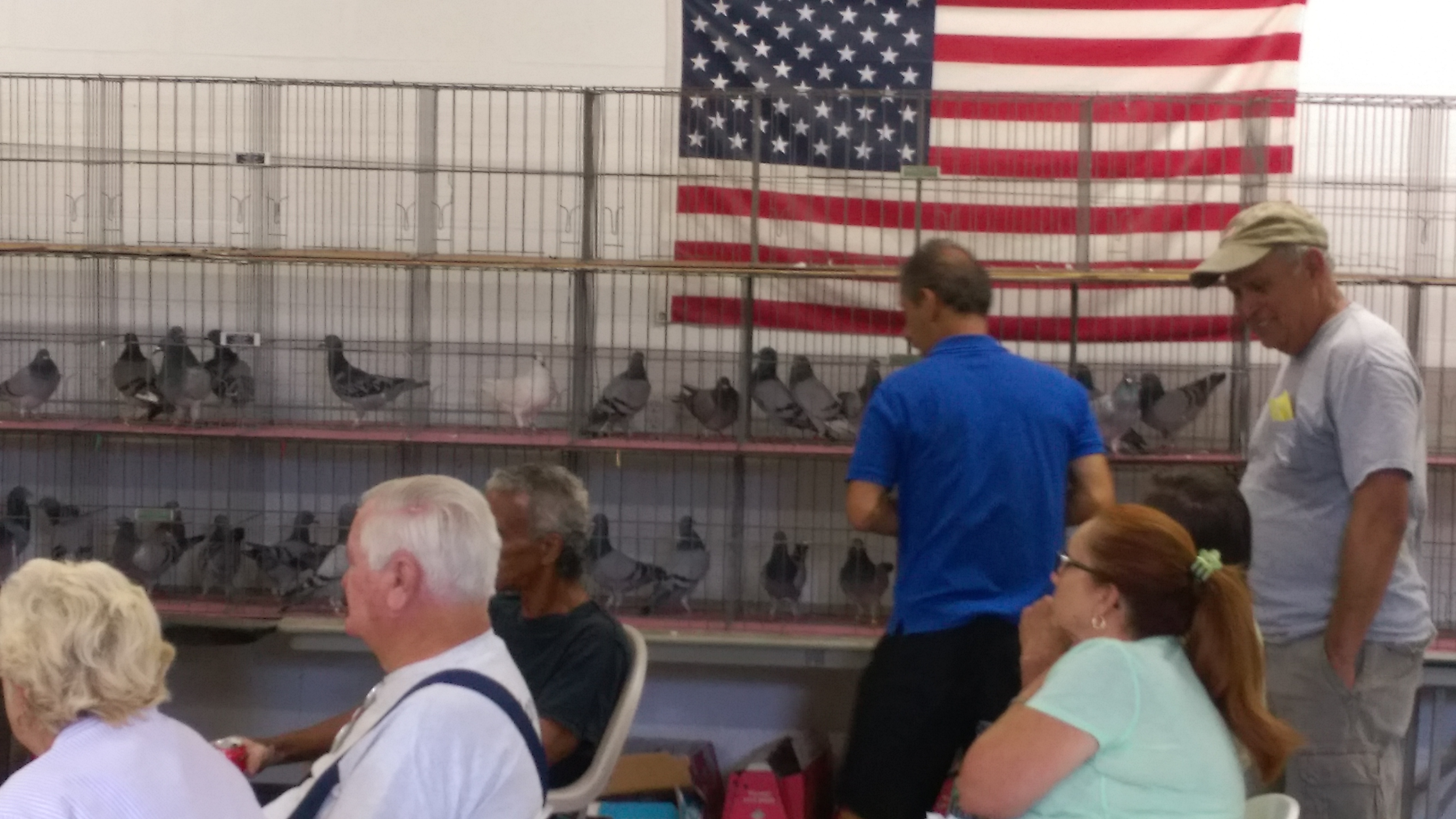 Pigeons With American Flag